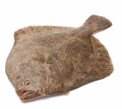 Buy Fresh Turbot Fish