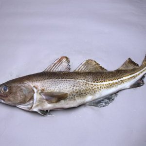 Frozen Cod For Sale