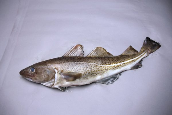 Frozen Cod For Sale