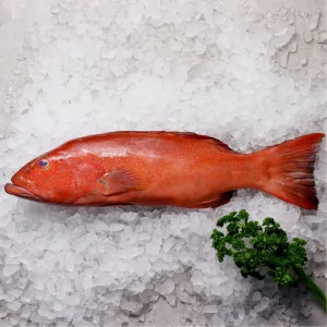 Buy Coral Trout Sashimi