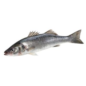 Fresh Sea Bass for sale