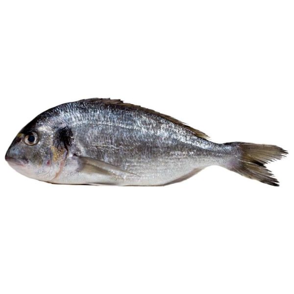 Sea Bass For Sale