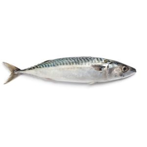 Frozen Mackerel For Sale