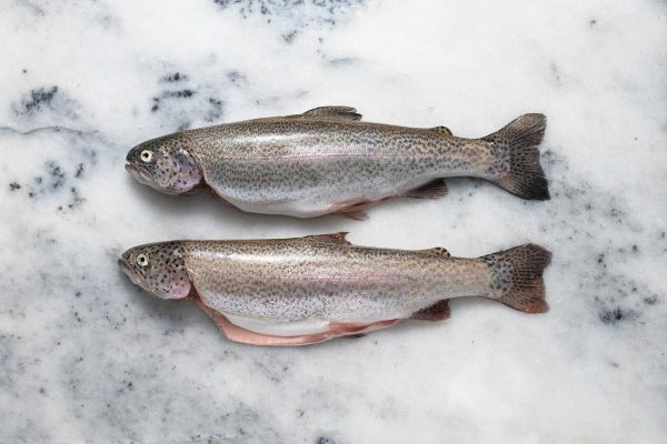 Buy Frozen Trout