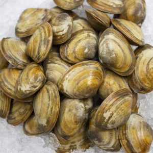 Buy Clams Online