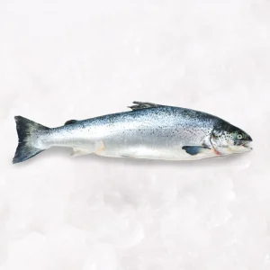 Buy Ora King Salmon